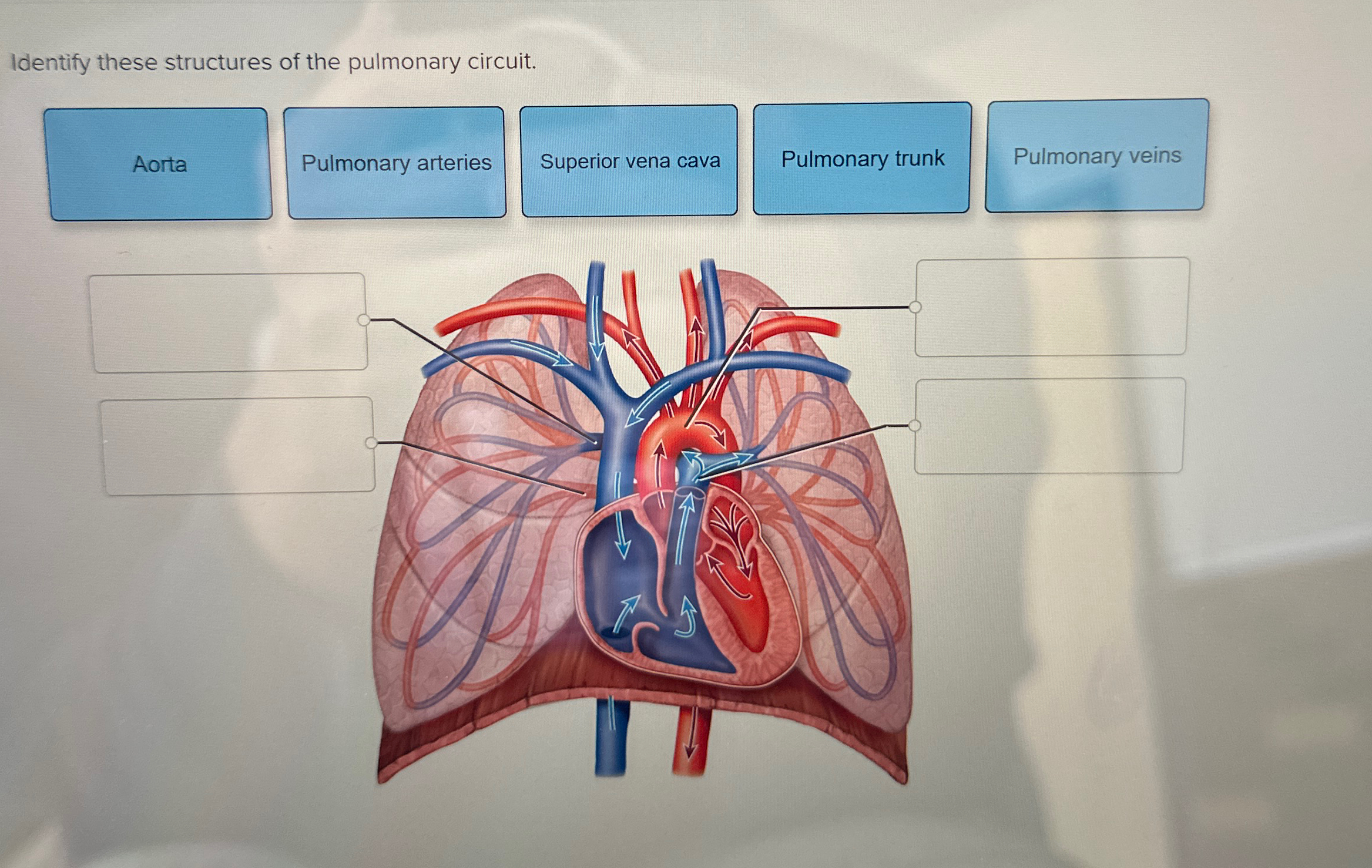 Solved Identify these structures of the pulmonary | Chegg.com
