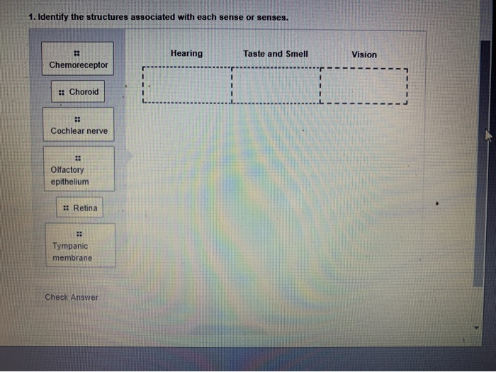 solved-1-identify-the-structures-associated-with-each-sense-chegg