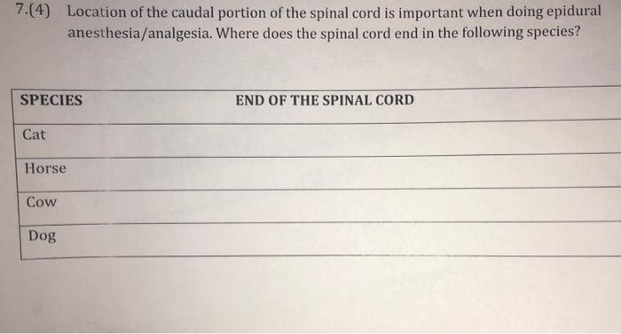 where does a dogs spinal cord end