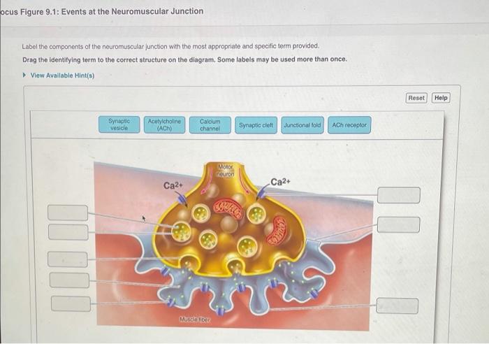 Solved ocus Figure 9.1: Events at the Neuromuscular Junction | Chegg.com