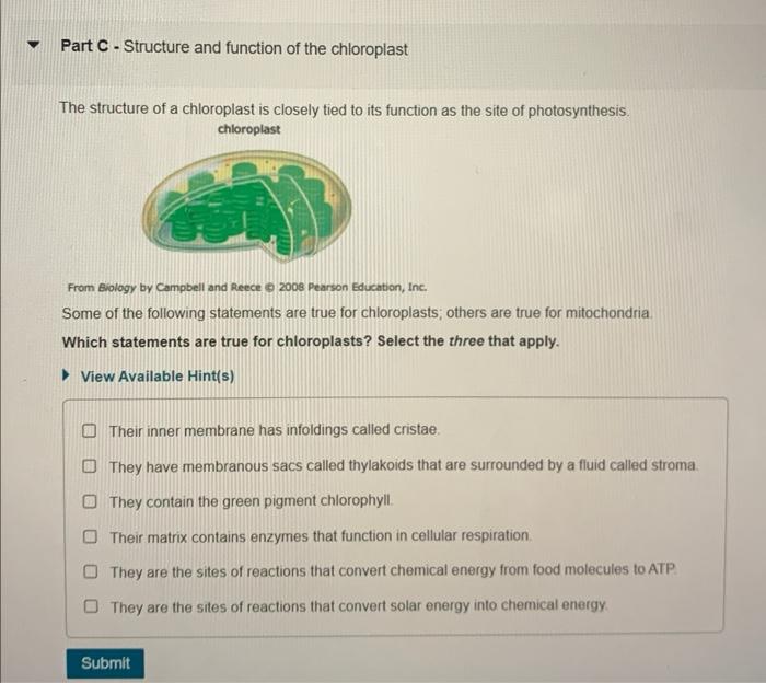 Part C - Structure and function of the chloroplast
The structure of a chloroplast is closely tied to its function as the site