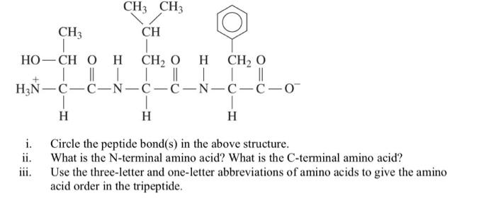 Solved CH3 CH3 CH CH HO CH 0 H CHA 0 CH 0 H2N C C N C C H