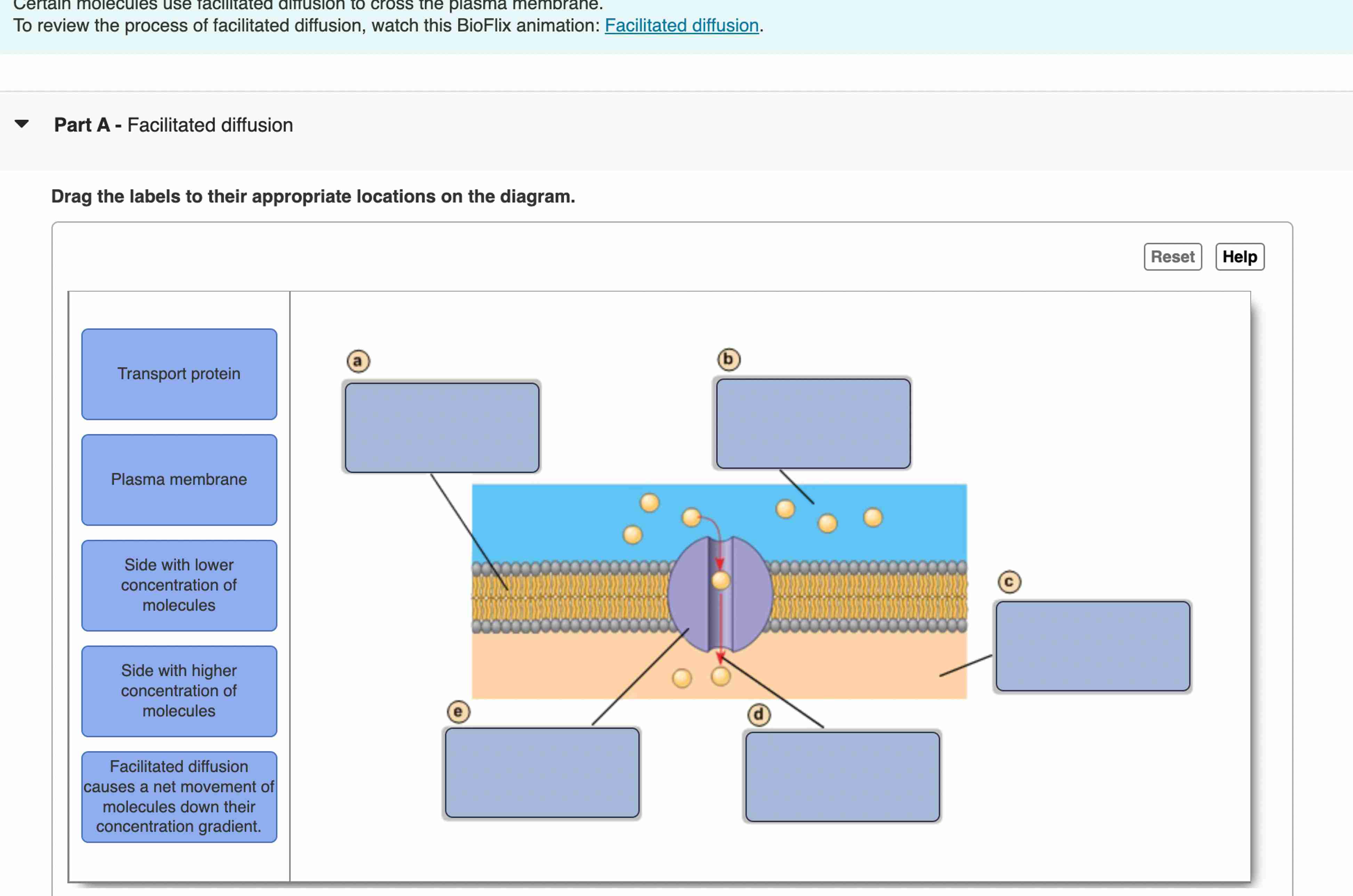 Solved Part A - ﻿Facilitated diffusionDrag the labels to | Chegg.com