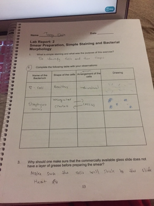 Het Name Date Lab Report 2 Smear Preparation Simple Chegg 