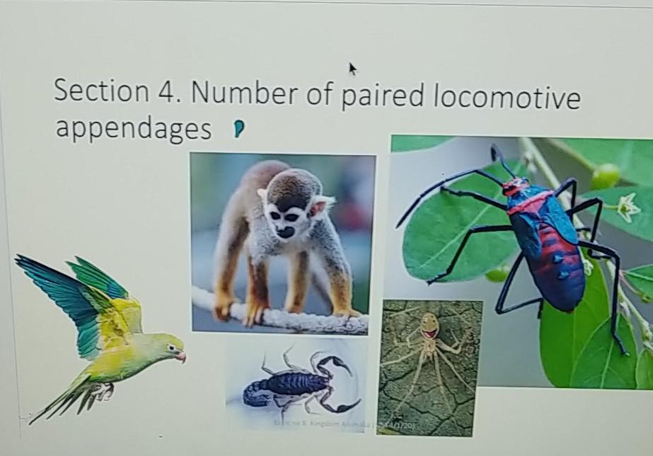 Solved Section 4. The Number of Paired Locomotive Appendages | Chegg.com