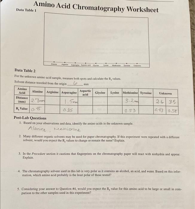Solved Amino Acid Chromatography Worksheet Data Table 1 Ali