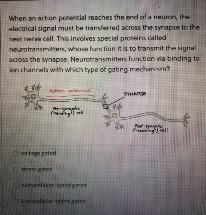 Solved When an action potential reaches the end of a neuron, | Chegg.com