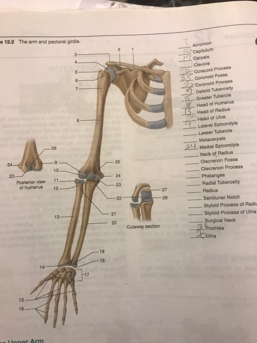 Solved e 12.2 The arm and pectoral girdle. Acromion (