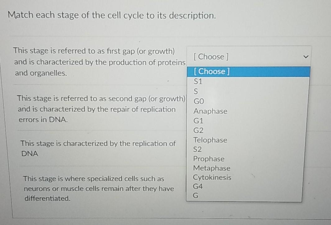 Solved Match each stage of the cell cycle to its | Chegg.com