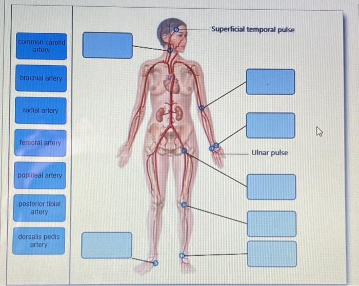 Solved Superficial temporal pulse common carotid artery
