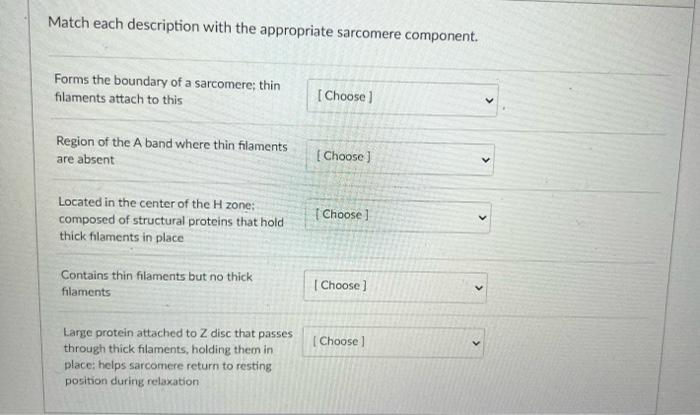 solved-match-each-description-with-the-appropriate-sarcomere-chegg