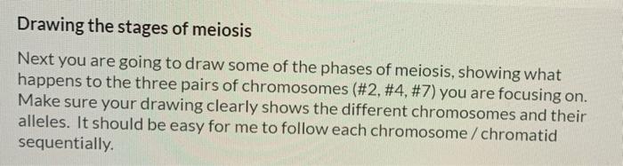 Solved Drawing the stages of meiosis Next you are going to | Chegg.com