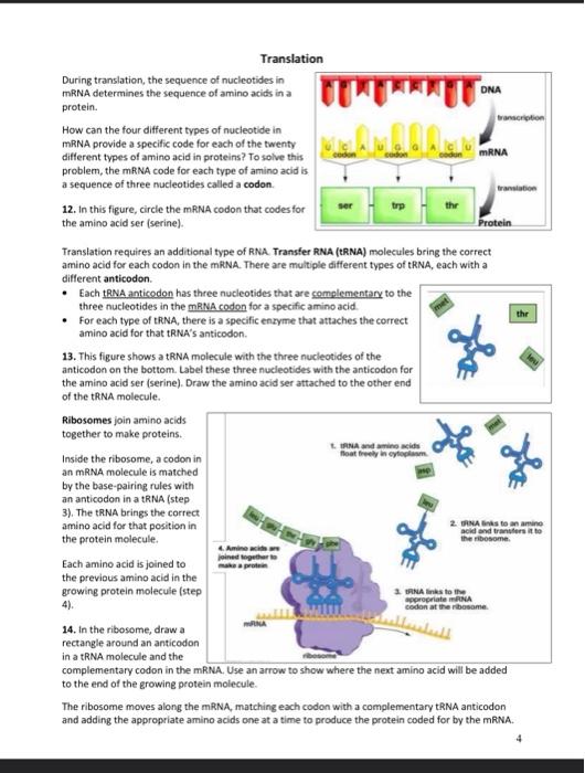 Solved How do the genes in our DNA influence our | Chegg.com