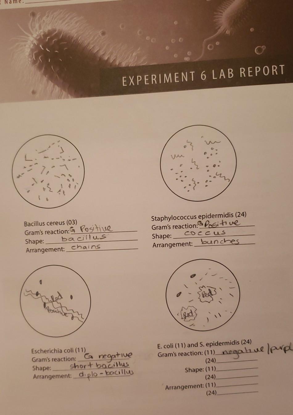 bacillus shape