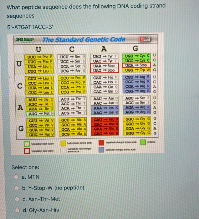 Solved What Peptide Sequence Does The Following Dna Codin Chegg Com