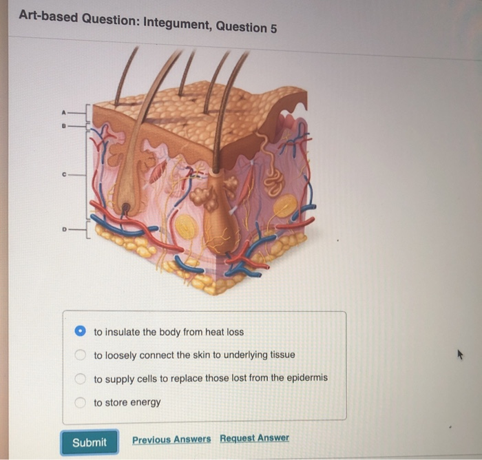 Solved Hent-202002 10188 21432 - Ant Concept Map: Skin | Chegg.com