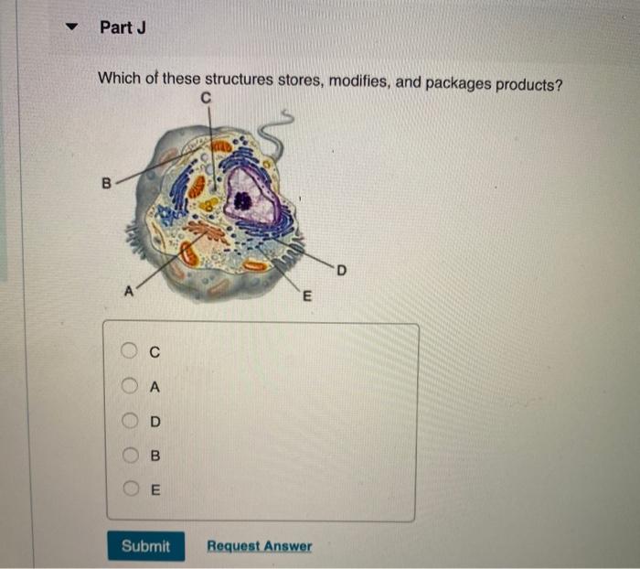 Solved Part H The is a selective barrier, regulating the