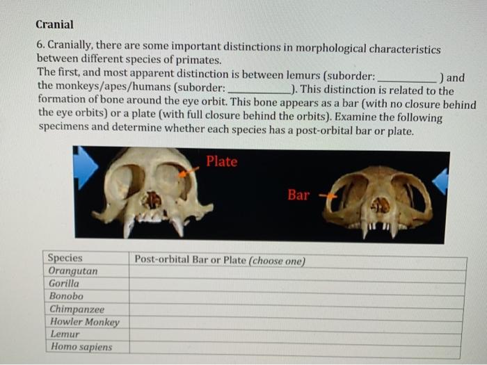 Solved Cranial 6. Cranially, there are some important | Chegg.com
