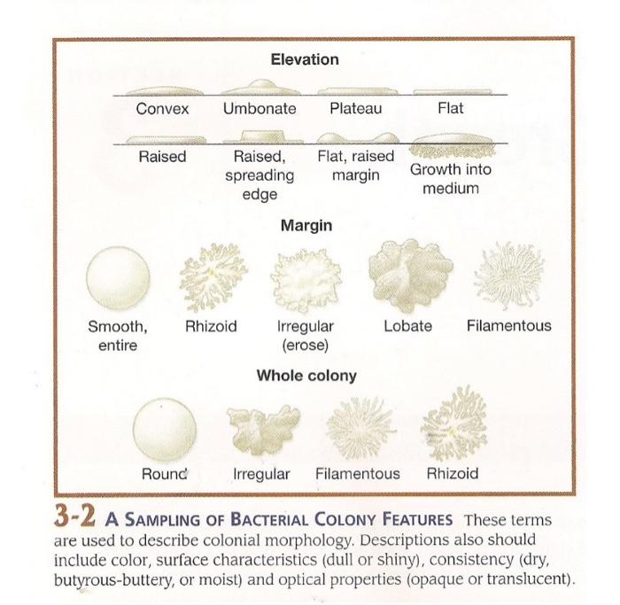 Solved Select 4 well-isolated, visibly different colonies | Chegg.com