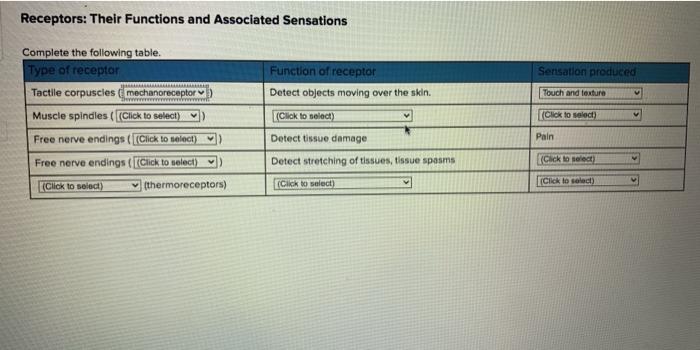 sensory-nervous-system-organs-and-functions