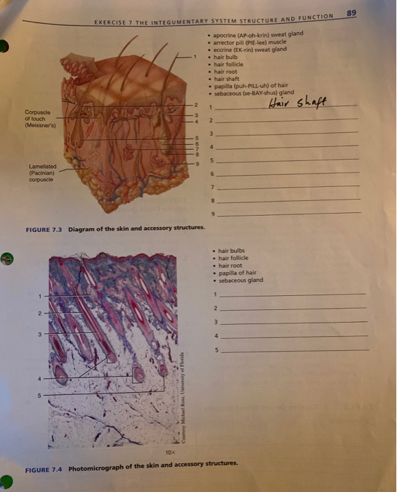Solved 89 EXERCISE 7 THE INTEGUMENTARY SYSTEM STRUCTURE AND 