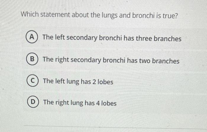 Which statement about the lungs and bronchi is true?
The left secondary bronchi has three branches
The right secondary bronch