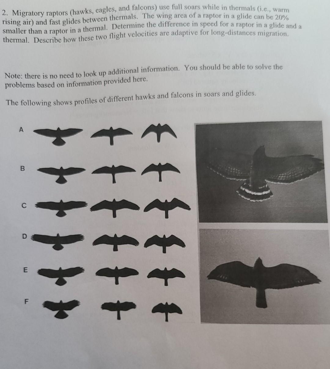 Solved 2. Migratory raptors (hawks, eagles, and falcons) use | Chegg.com
