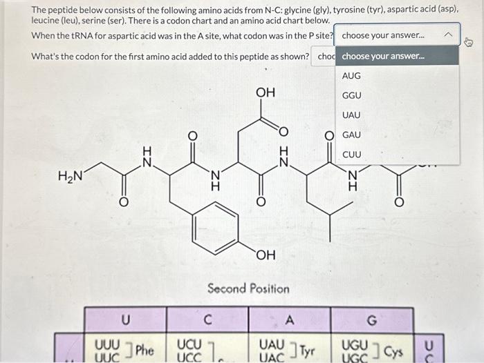 Solved The Peptide Below Consists Of The Following Amino | Chegg.com