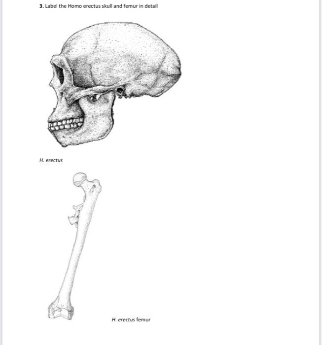 Homo Habilis Skeleton Structure