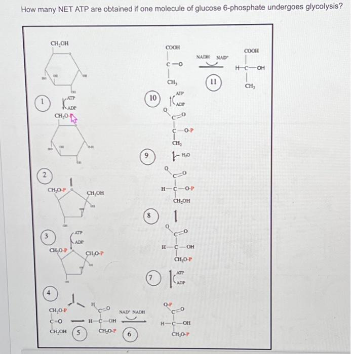 Solved How many NET ATP are obtained if one molecule of | Chegg.com