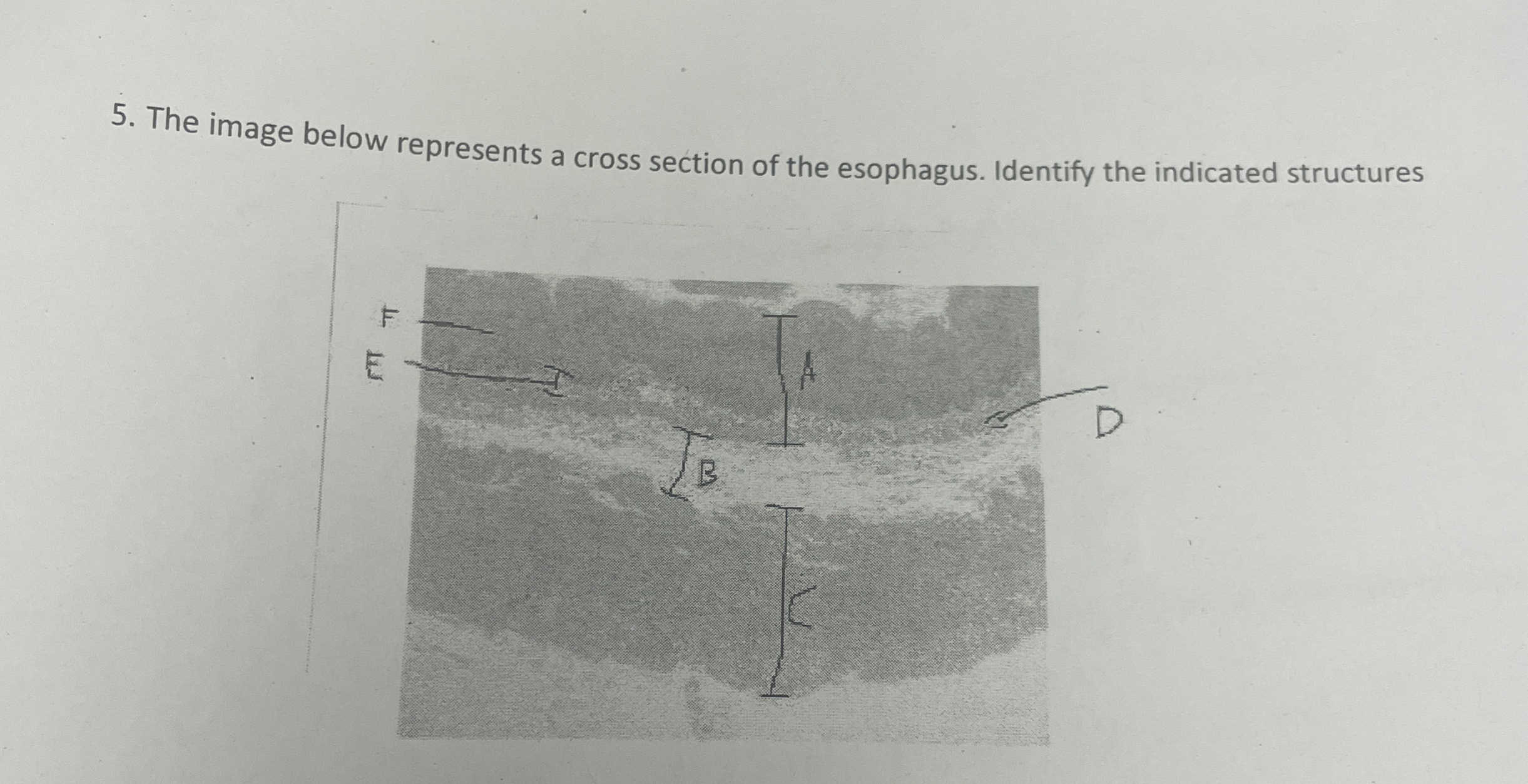 Solved The image below represents a cross section of the | Chegg.com