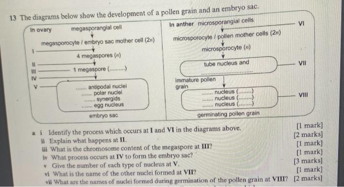 Solved 13 a i Identify the process which occurs at I and VI | Chegg.com