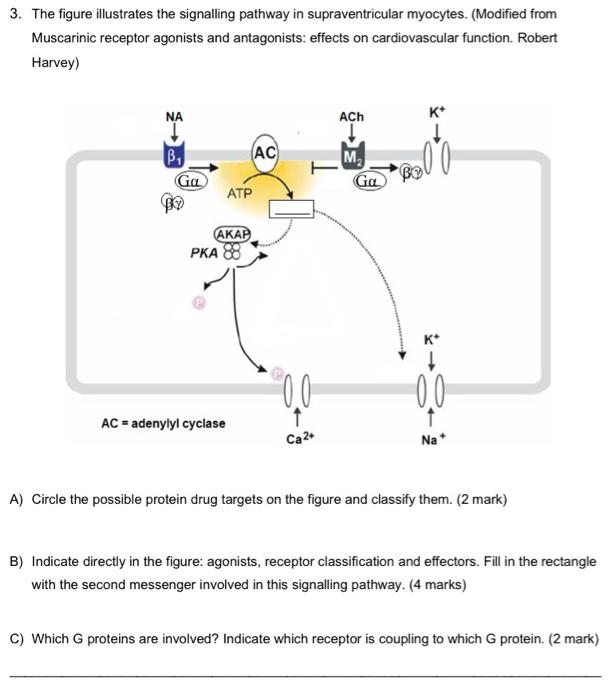 3. The figure illustrates the signalling pathway in supraventricular myocytes. (Modified from Muscarinic receptor agonists an