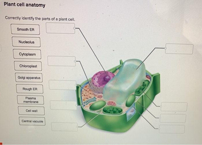 Smooth Er In A Plant Cell