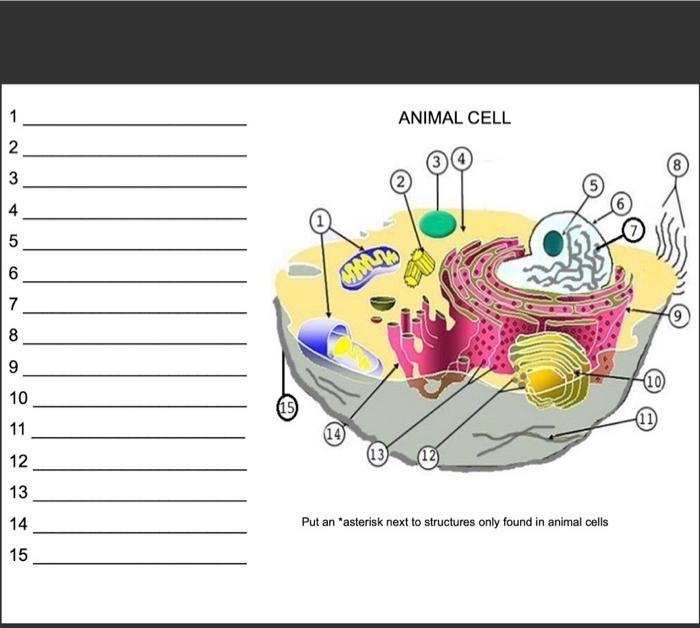 Solved 1 ANIMAL CELL 2 3 3 4 5 6 7 8 9 (10) 10 (11) 11 (14 