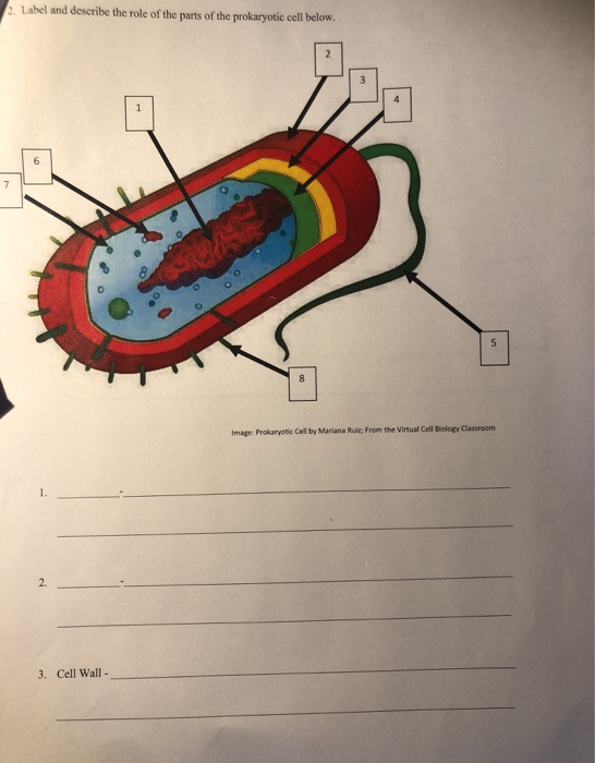 33 Label The Prokaryotic Cell Below - Labels Information List