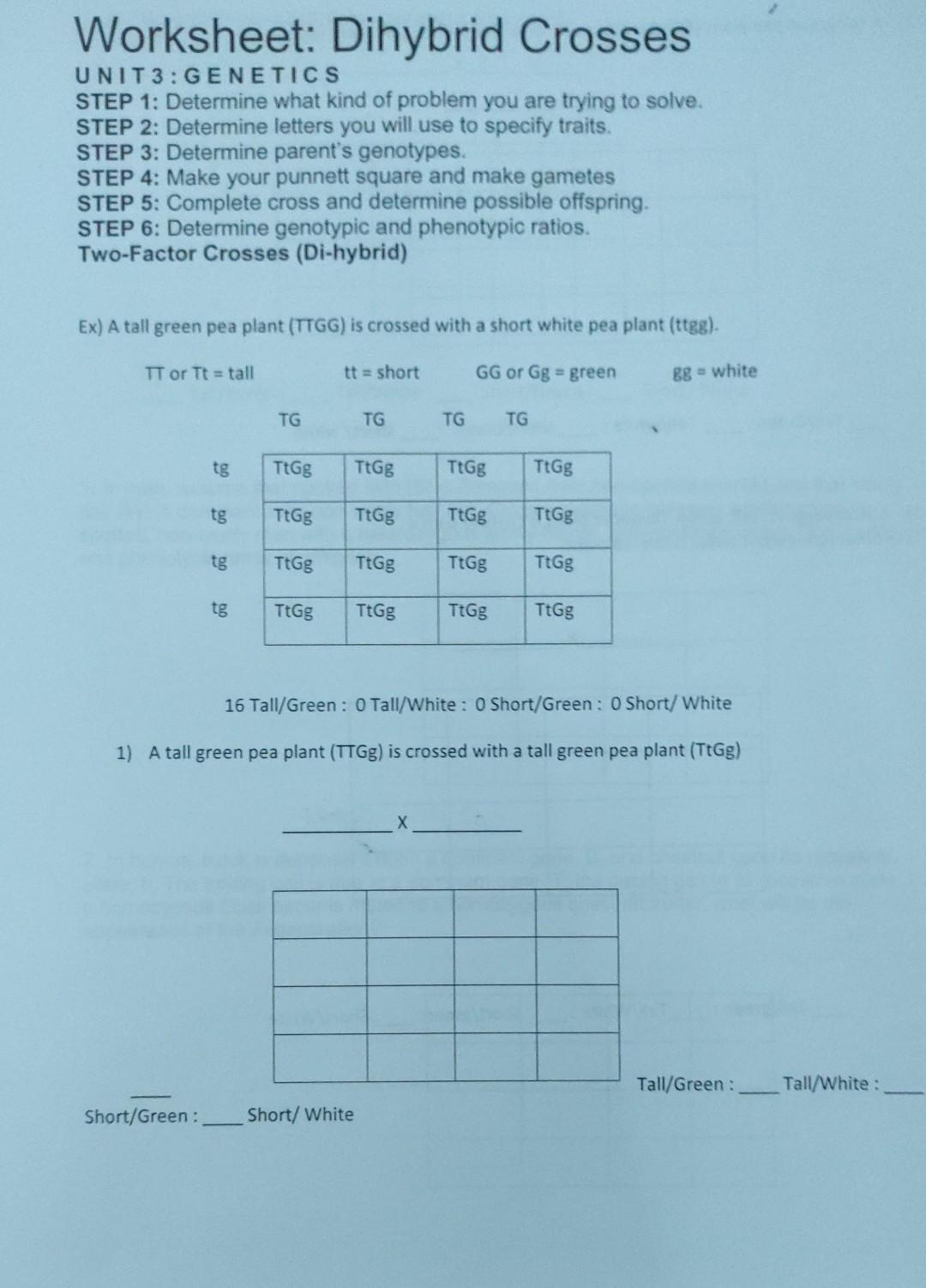 Worksheet Dihybrid Crosses UNIT 3 STEP 1