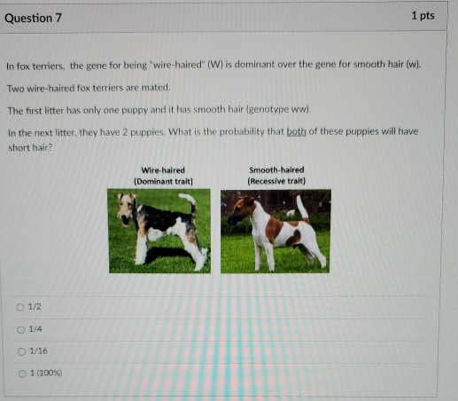 Solved Question 6 1 pts As you now know, hair length in cats | Chegg.com
