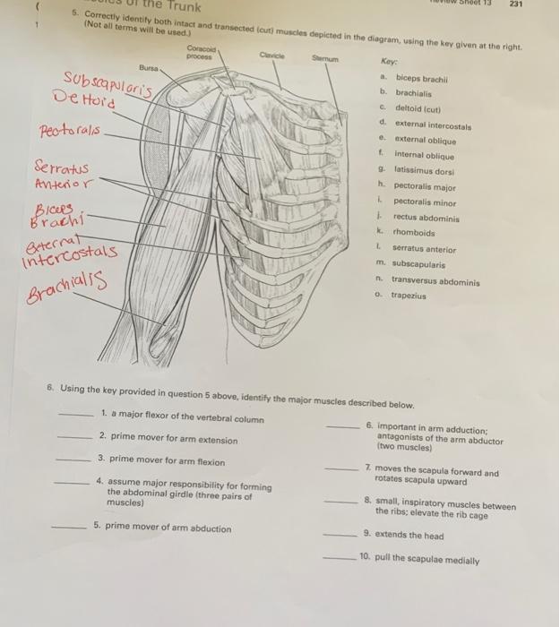 A textbook of obstetrics . Fig. 252.—Trunk presentation, dorsal variety  (Budin).. Fig. 253. Presentation I the umbili ABNORMALITIES IN MECHANISM.  93 cent parts—namely, the axilla, the clavicle, the spine of thescapula, the