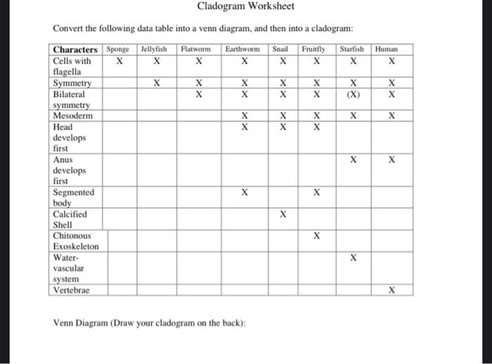 cladogram worksheet