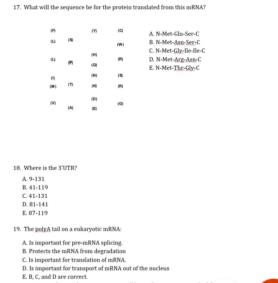 Solved 17. What will the sequence be for the protein | Chegg.com