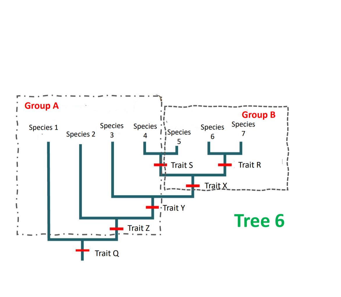 Solved Look at Tree 6.A. ﻿