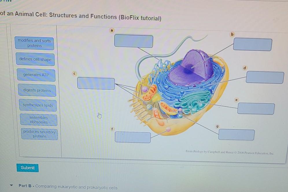 Solved of an Animal Cell: Structures and Functions (BioFlix | Chegg.com