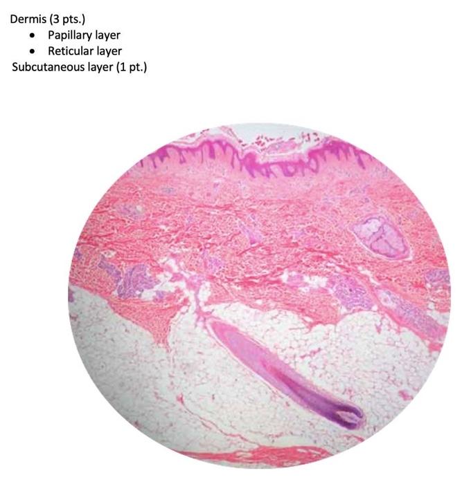 layers of the dermis papillary and reticular