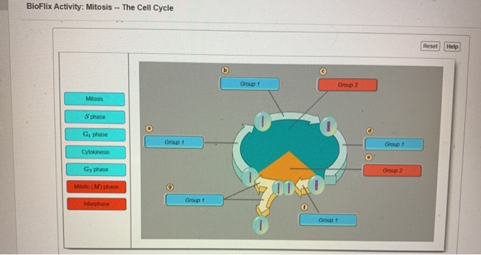 bioflix-activity-mitosis-the-cell-cycle