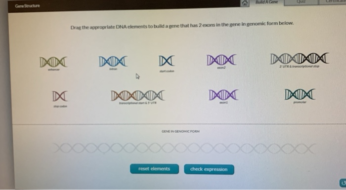 Solved Build A Gene Gene Structure Drag the appropriate DNA | Chegg.com