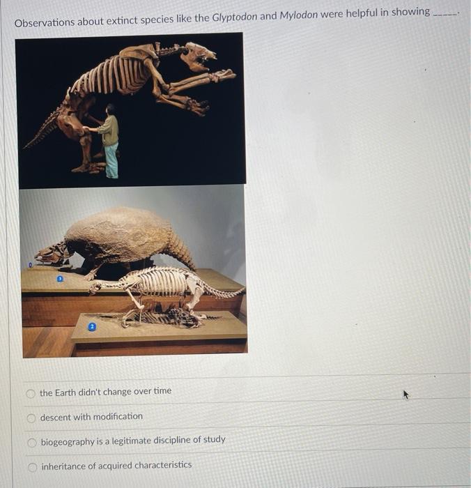 Solved Observations About Extinct Species Like The Glyptodon | Chegg.com