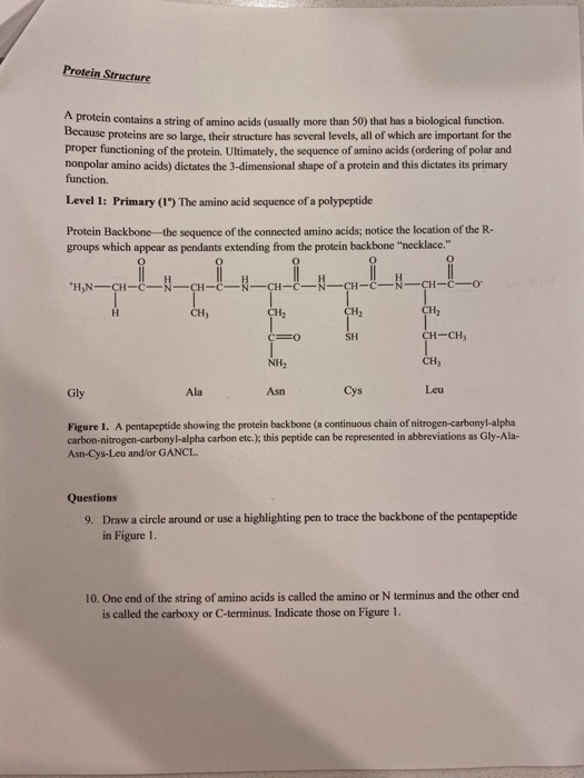 Solved Protein Structure A protein contains a string of | Chegg.com