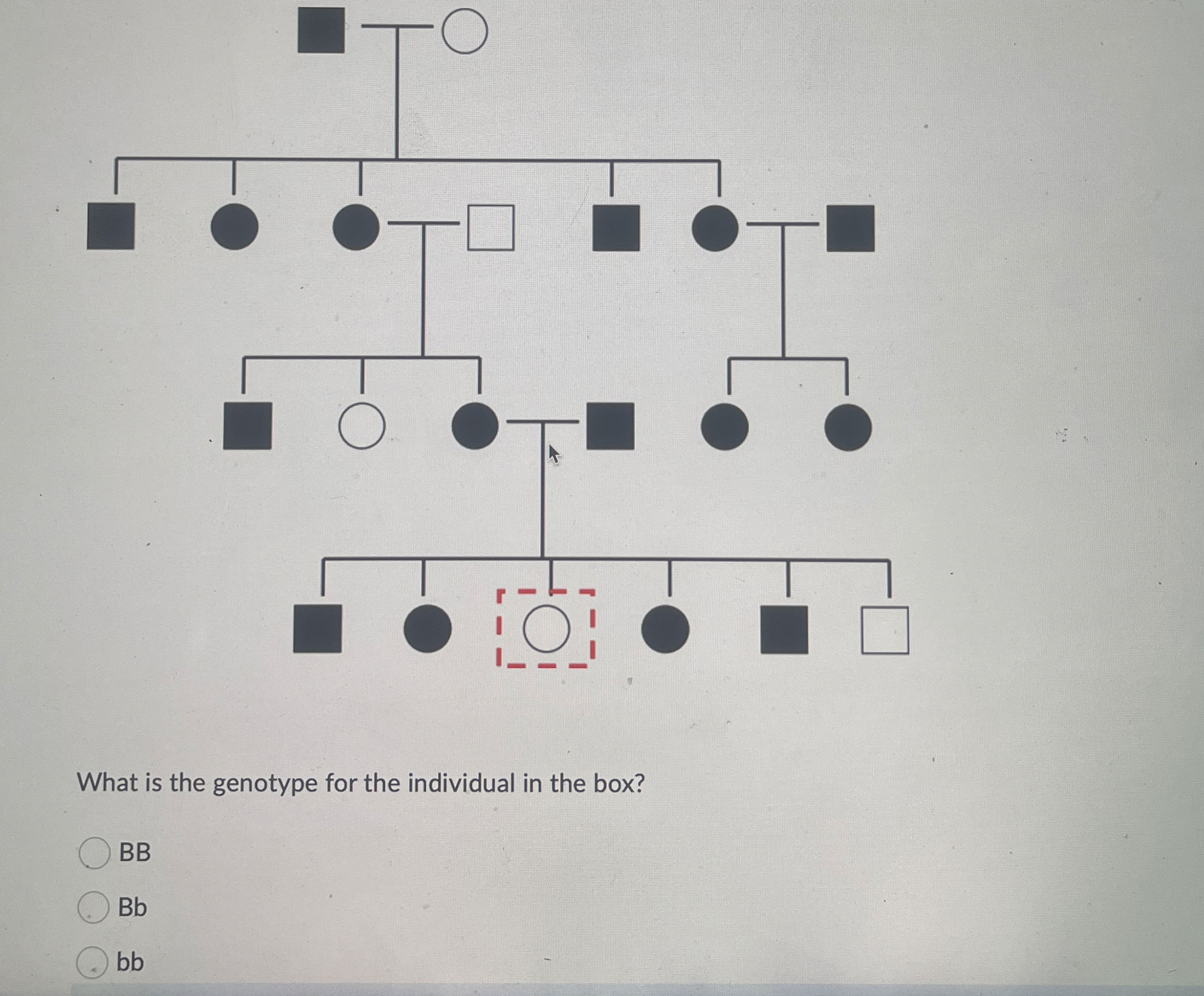 Solved What is the genotype for the individual in the | Chegg.com