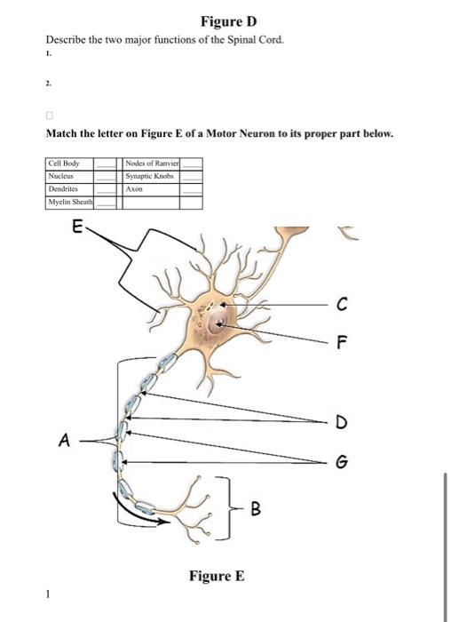 Solved Nervous System Anatomy 1. Introduction The Nervous | Chegg.com